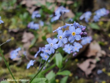 Niezapominajka (Myosotis sp.), <p>fot. Sebastian Piskorski</p>